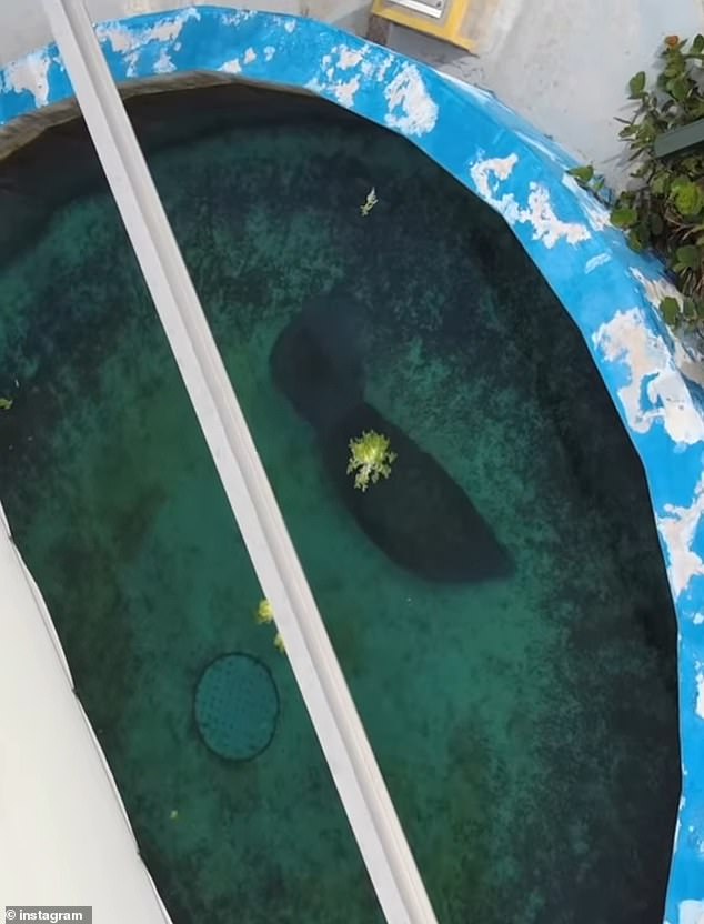 In a report released in 2023 the USDA cited the Miami Seaquarium for alleged insufficient animal care and staffing problems - and slammed them for their treatment of Romeo