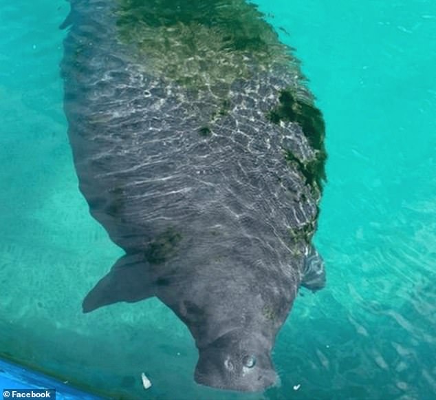Manatees are semi-social animals and 'suffer psychologically when not living in pairs or groups' - but Romeo had been alone for years after being separated from his partner, and the mother of his offspring, Juliet