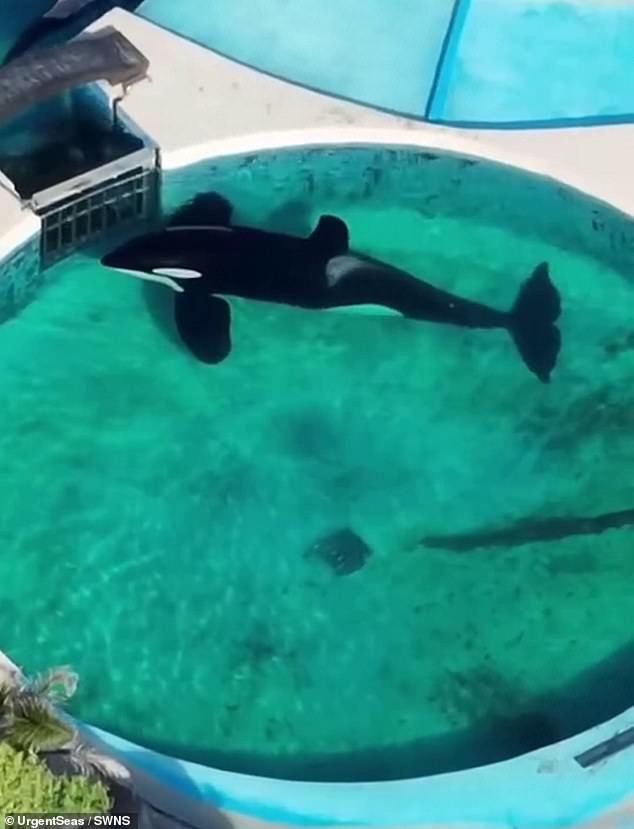 Kshamenk, a 35-year-old Orca, is being held in a tiny pool at Mundo Marino, Argentina's largest aquarium