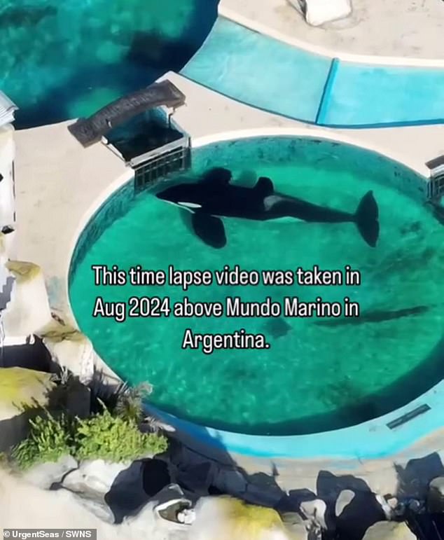 Heartbreaking footage taken in 2024 showed a captive killer whale laying almost motionless whilst staring the gate to his enclosure for 24 hours straight in Argentina. Pictured: A screen grab from the video shot by UrgentSeas that they then posted on social media