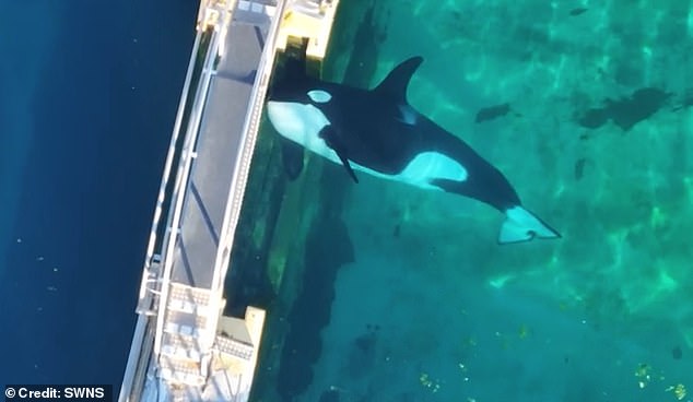 France's last two captive killer whales are stranded in an abandoned algae-infested Marine park, neglected with the exception of a skeleton staff that comes in intermittently to feed them