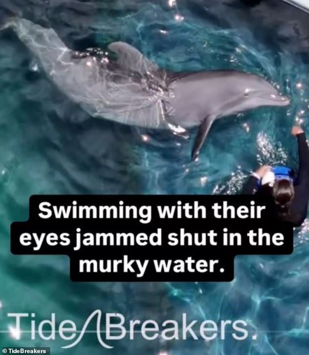 Campaigners believe the conditions were so bad that dolphins had started going blind after they were filmed swimming with their eyes 'jammed shut' in murky water