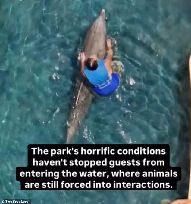 Dolphins housed at Florida's Gulf World Marine Park have finally been relocated after they were left to rot in filthy, cramped tanks