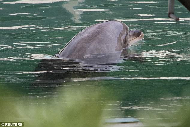 Honey, the 'world's loneliest dolphin', died in 2020 after spending two years alone in a tiny tank at a derelict aquarium. The creature who had spent her life in captivity - was abandoned at the Inubosaki Marine Park Aquarium in Japan along with dozens of penguins in 2018