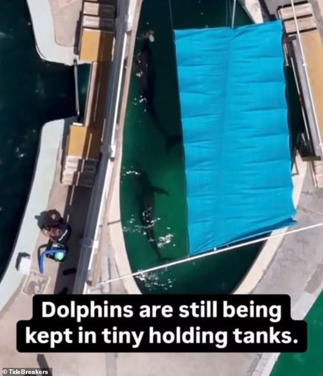 Despite activists voicing concerns over the well-being of the marine life at Gulf World the park remained open until May 30