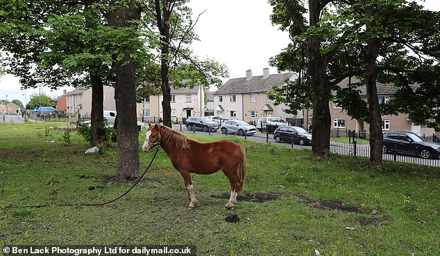 A horse was left on a field in the Holme Wood estate in Bradford, West Yorkshire