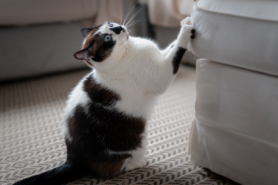 A black and white cat playing with a white sofa.