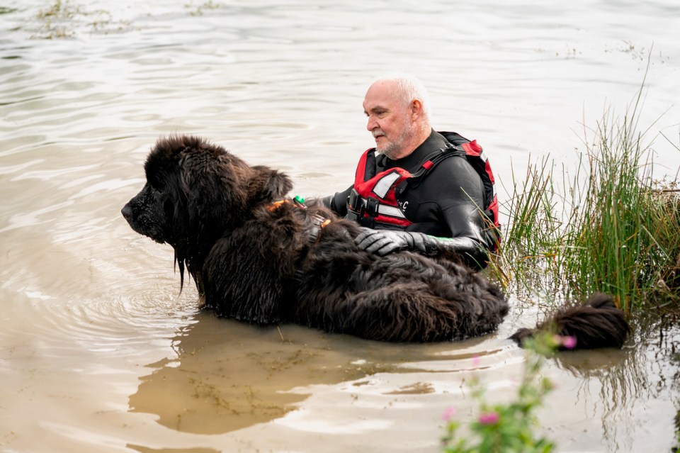 A man in a wetsuit rescues a Newfoundland dog from the water.