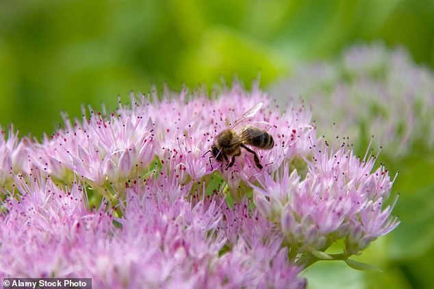 Some 13 bee species have been lost in the UK, with 35 at risk of extinction. The main cause is intensive farming, plus threats from habitat loss, climate change, pests and disease and invasive species