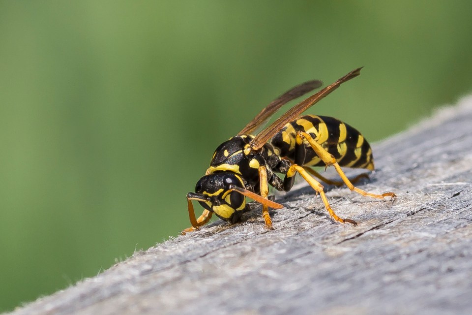 Close-up of a wasp on wood.