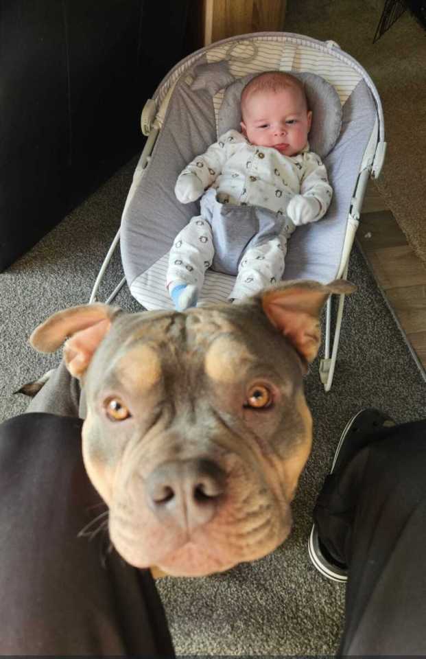 XL Bully dog near baby in infant seat.