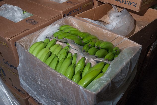 The cocaine Stevenson tried to import was hidden in boxes of bananas bound for a fruit market in Glasgow