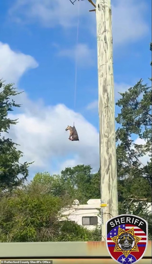 Dramatic video footage captured the moment Ed the Zebra was airlifted by a helicopter while wrapped in a net rocking side to side