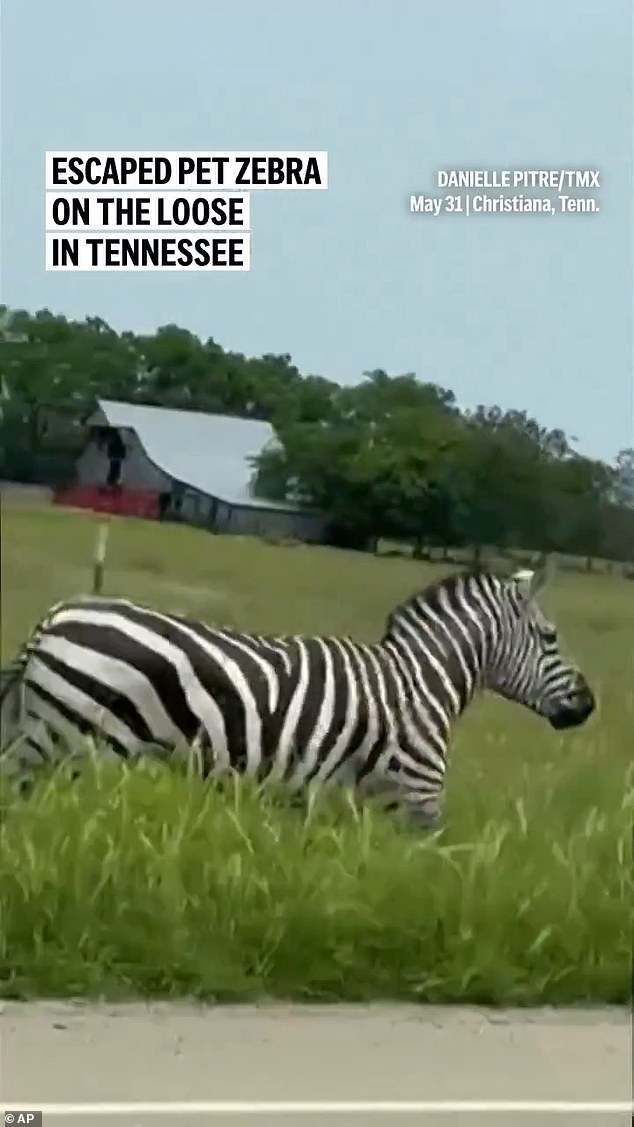 Ed was spotted galloping along the busy Interstate 24 in shocking video footage