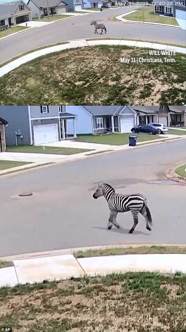 The zebra's owner first reported him missing on May 31, just one day after Ed arrived at his new home in Christiana on May 30