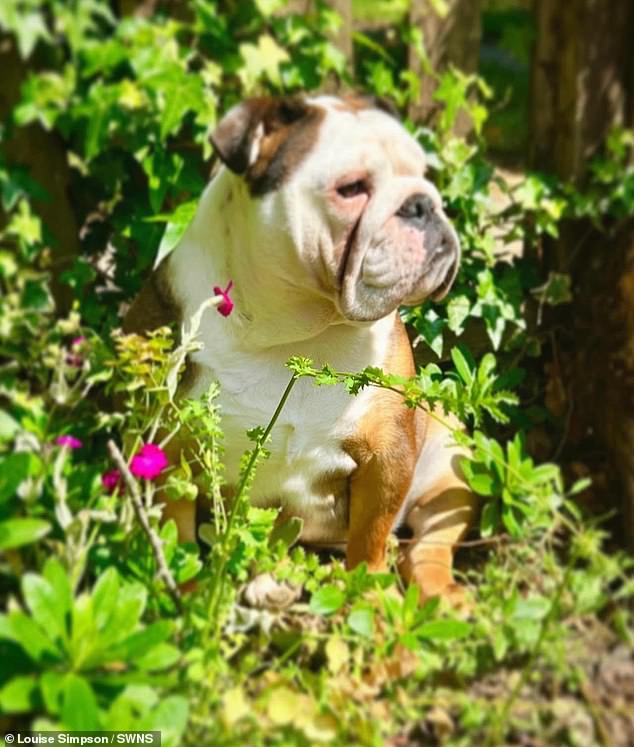 During the fire, Ms Simpson's beloved British Bulldog Peggy (above) was frozen in terror under the bed as the fire ravaged the property - she was pronounced dead in the property by firefighters