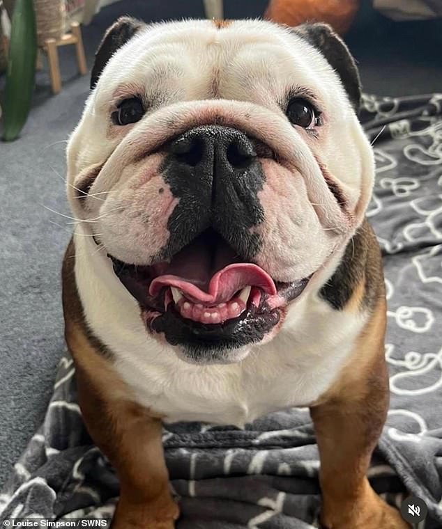 Ms Simpson is distraught that Peggy's death was not considered in the sentencing and is now campaigning for a change in law to consider companion animals as sentient beings rather than property