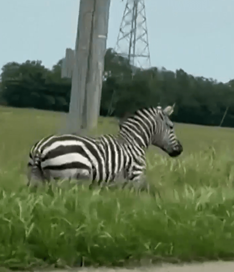 Zebra lying in the grass.