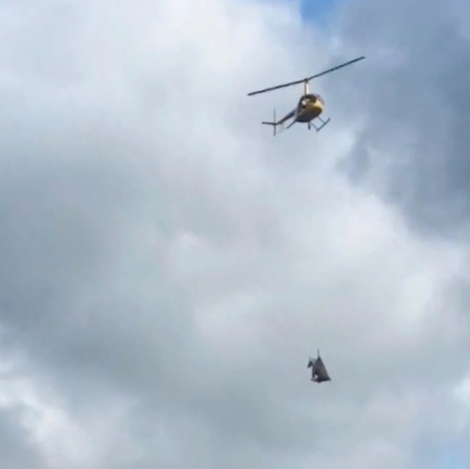 Helicopter airlifting a zebra.