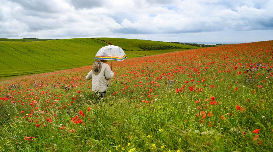 Person with umbrella walking through poppy field.