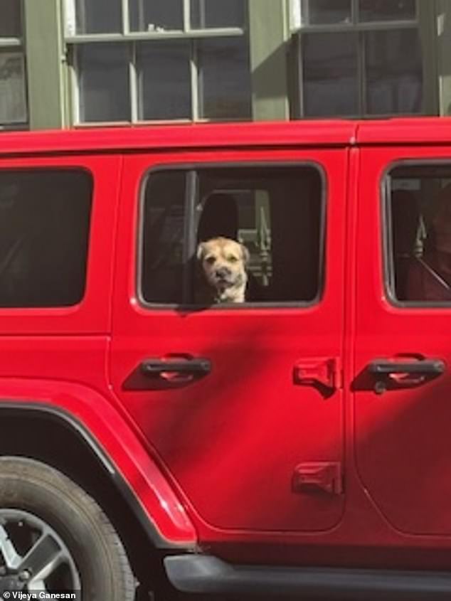 They had bought the car mainly for long trips and to transport their Border Terrier, Gus, so they decided to use the insurance money and splash out £54,000 to buy the exact model and colour