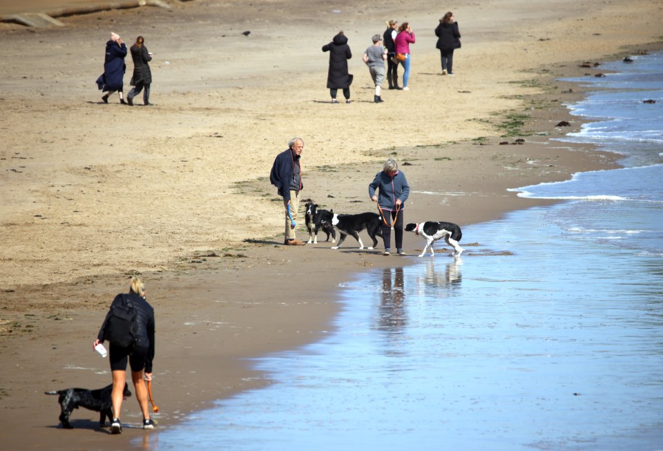 People and dogs walking on a sandy beach.