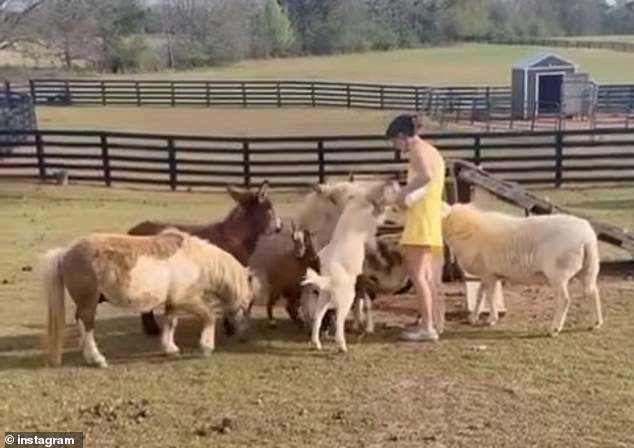 With Florence¿s arrival, the couple now has three donkeys, bringing their total number of pets to a staggering 63