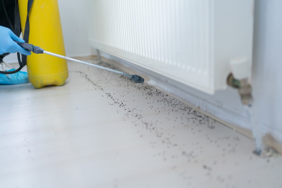 Pest control worker spraying insecticide on ants near a radiator.