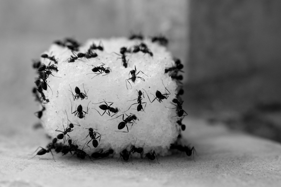 Ants swarming a sugar cube.