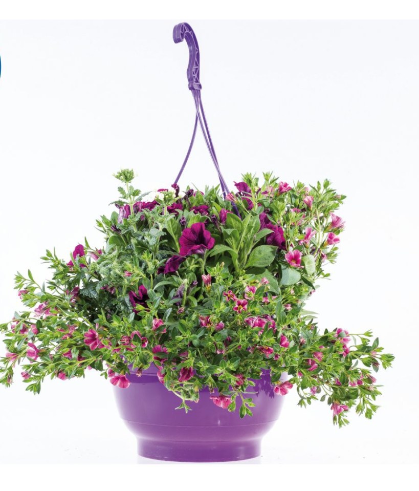 Purple hanging planter with various purple flowers.