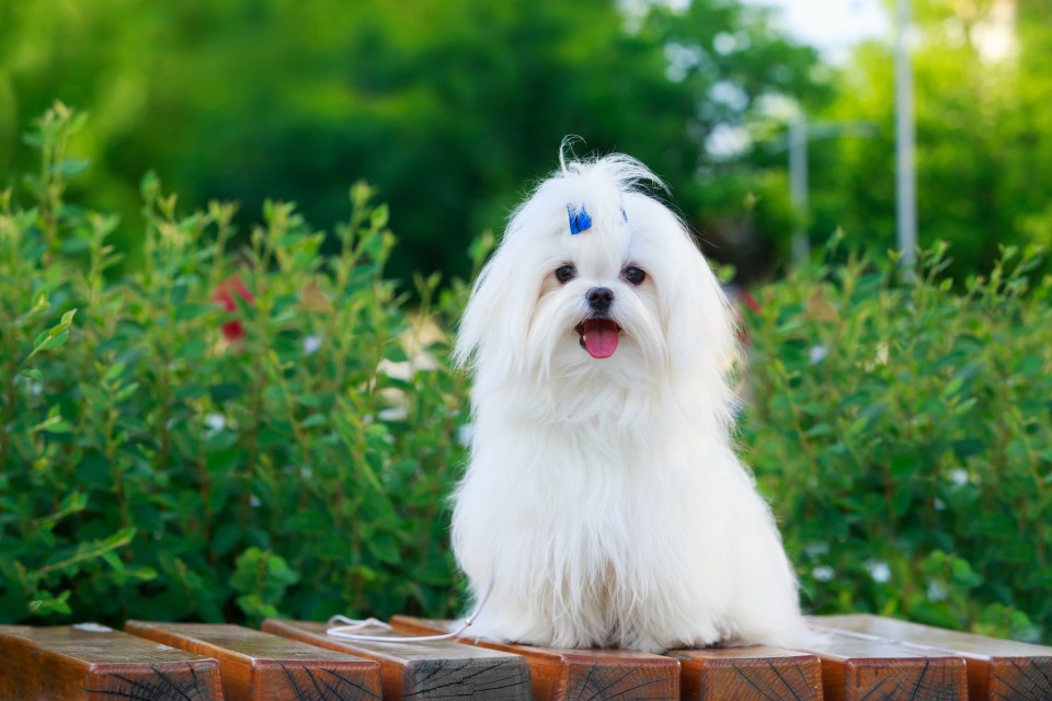 A Maltese dog sitting on a park bench.