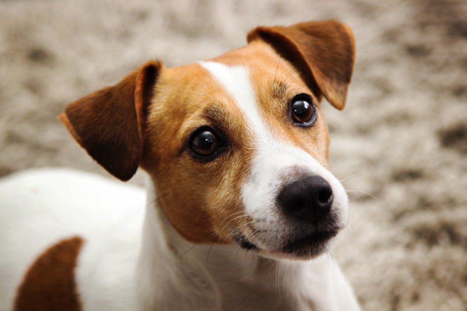 Close-up of a Jack Russell Terrier looking at the camera.