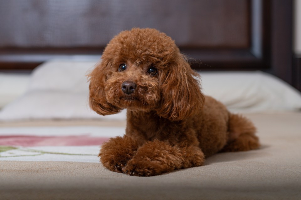 Toy poodle puppy lying on a bed.