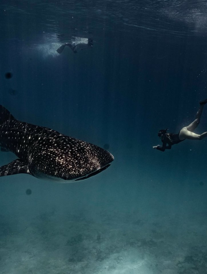 Whale shark and two free divers underwater.