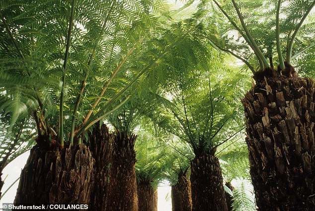Using satellite data and ice-penetrating radar, scientists revealed that this ancient world, now sealed under ice, once featured rivers, forests, and possibly even palm trees. In fact, pollen from palm trees has previously been found along the nearby Antarctic coast (STOCK)
