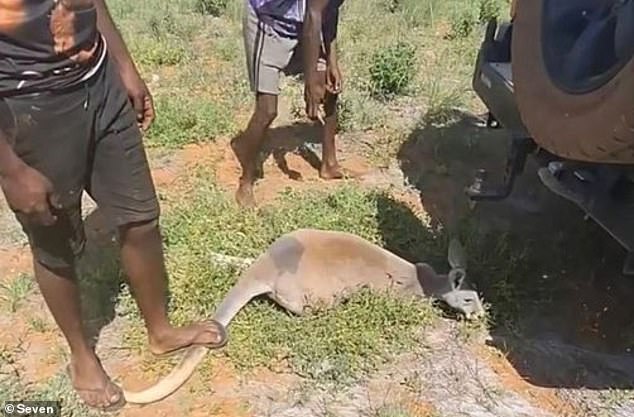 A man is pictured standing on the kangaroo's tail after another man threw a rock at its head