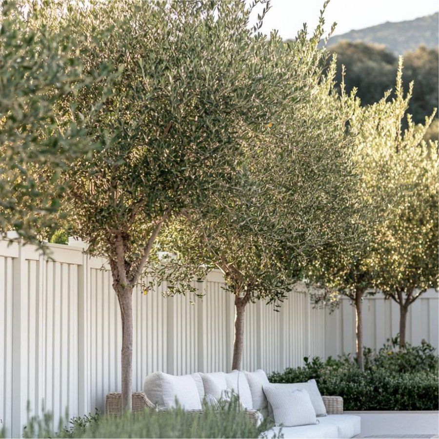 Olive trees planted along a white fence, next to an outdoor seating area.