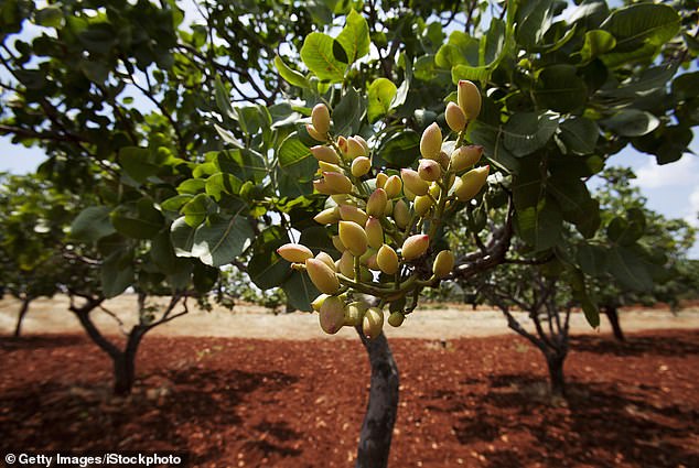 The popular milk chocolate bar is filled with crispy knafeh, pistachio cream and tahini spread, were launched in 2021 by Dubai-based Fix Desert Chocolatier (pictured: a pistachio tree)