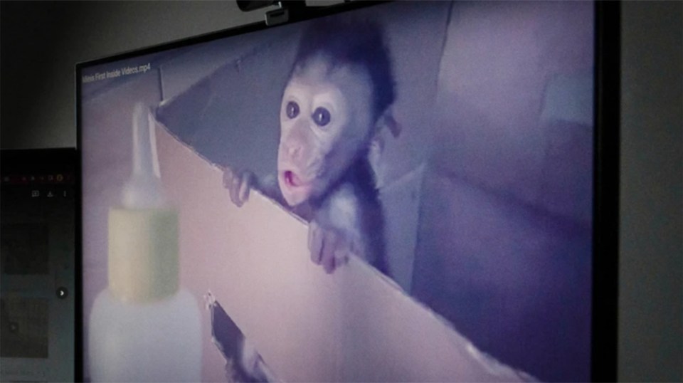 Baby monkey peering over the edge of a box.