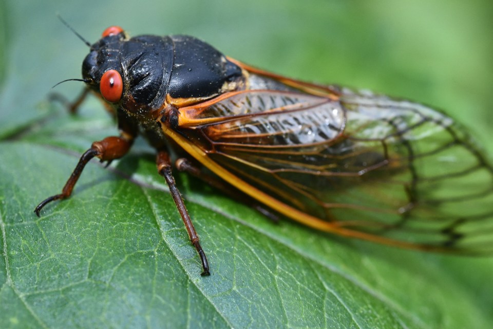 Close-up of a cicada on a leaf.