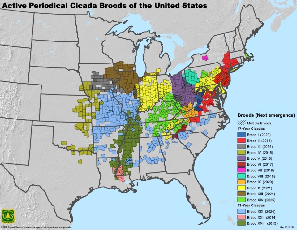 Map of active periodical cicada broods in the United States.