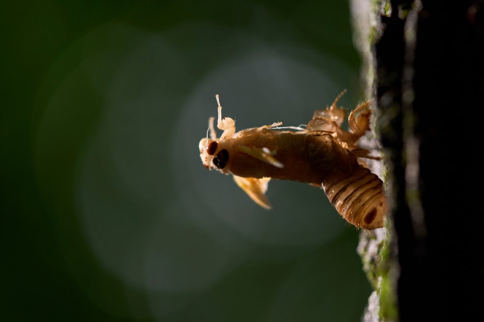 Cicada emerging from its nymphal skin on a tree.