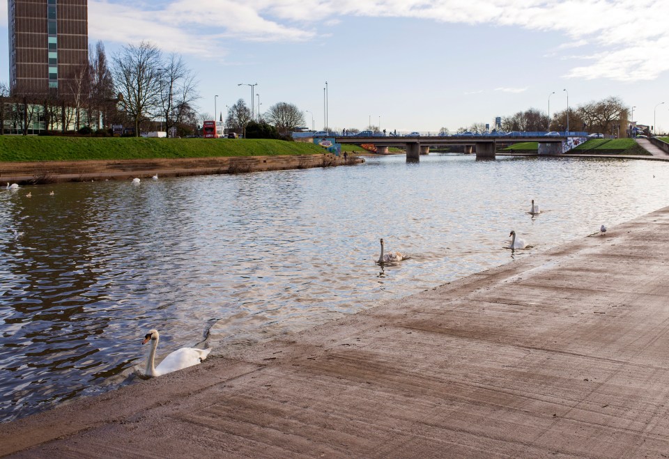 Swans on the River Exe in Exeter, England.