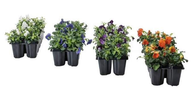 Four packs of pansies in white, blue, purple, and orange.