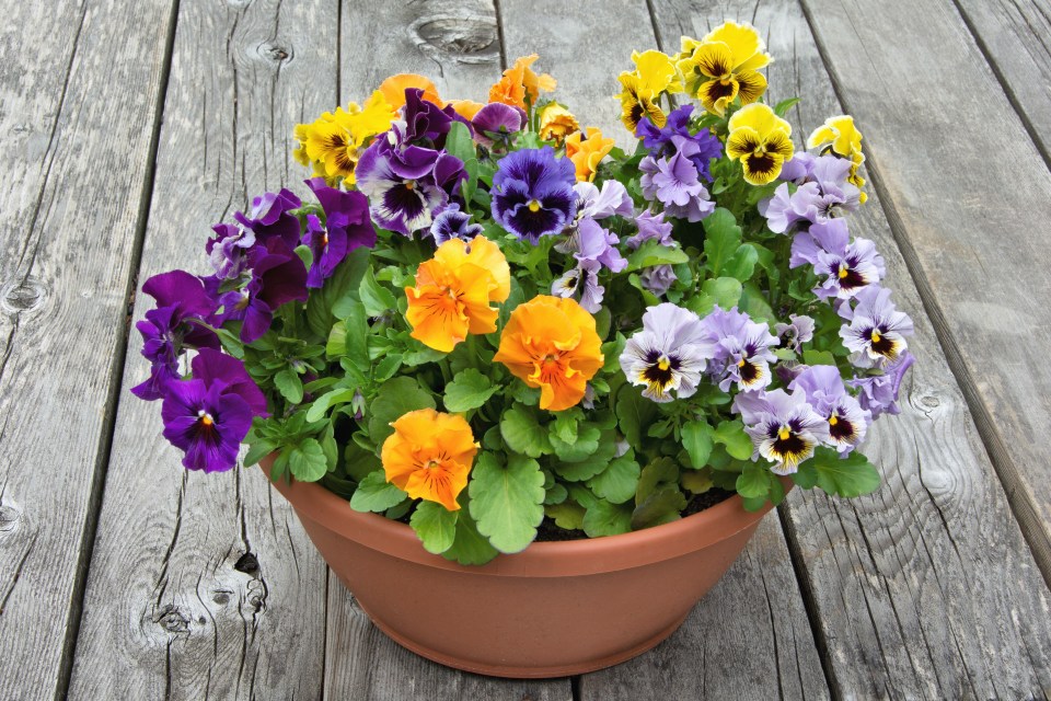 Planter of colorful pansies on weathered wood.