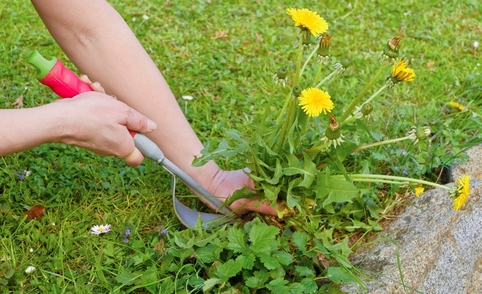 Person weeding dandelions.