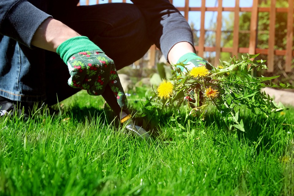 Person weeding dandelions in a lawn.