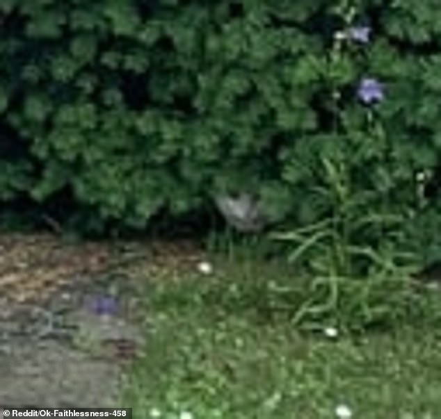 While viewers' eyes may be drawn to the center of the picture, the trick to solving this Where's Waldo-like brainteaser is to check every nook and cranny of this scene