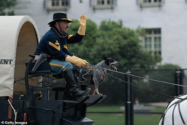 One of the expected highlights of the parade, Private Doc Holliday, the blue heeler mascot of the 1st Cavalry Division Horse Detachment gets a ride down Constitution Avenue on Saturday
