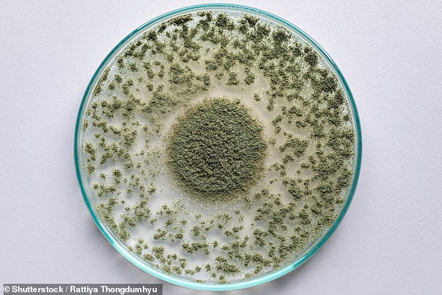 Close up of Aspergillus oryzae is a filamentous fungus, or mold that is used in food production, such as in soybean fermentation for education in laboratory.